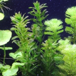 植栽から6日目　アナカリス